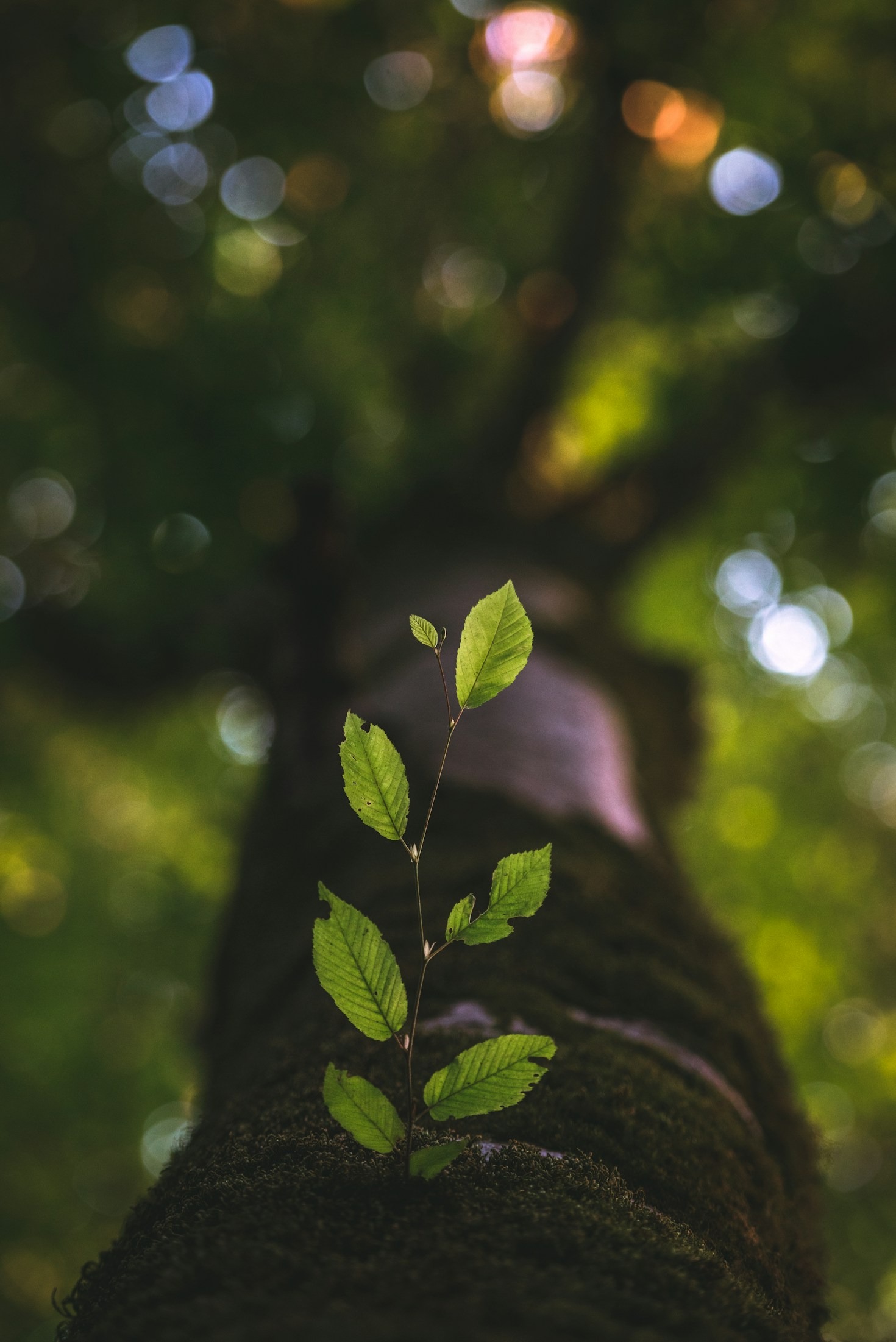 Creating a Vision for Your Intentional Life